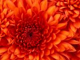Esiblossom