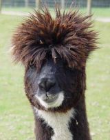 GrumpyHair