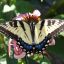 marniphocles